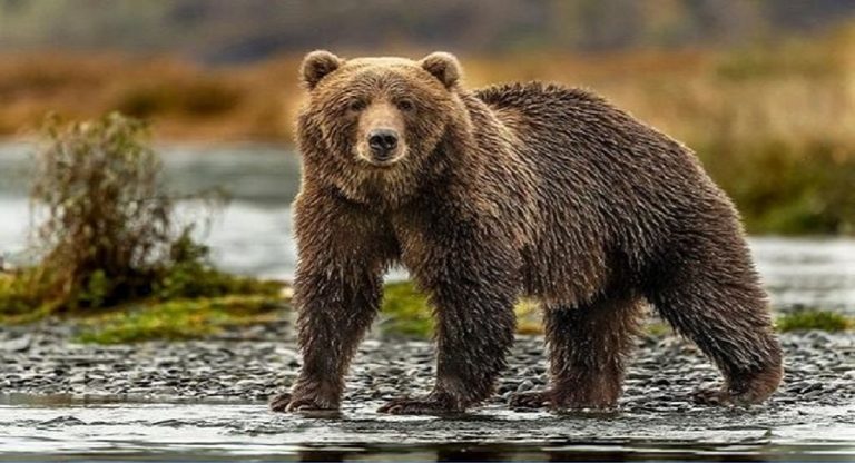 Christian Grizzly Bear