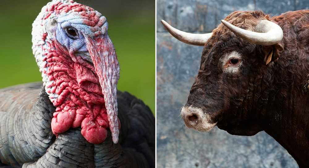 Bull and Turkey Story 1 - Moral Story ‣ Bull And Turkey