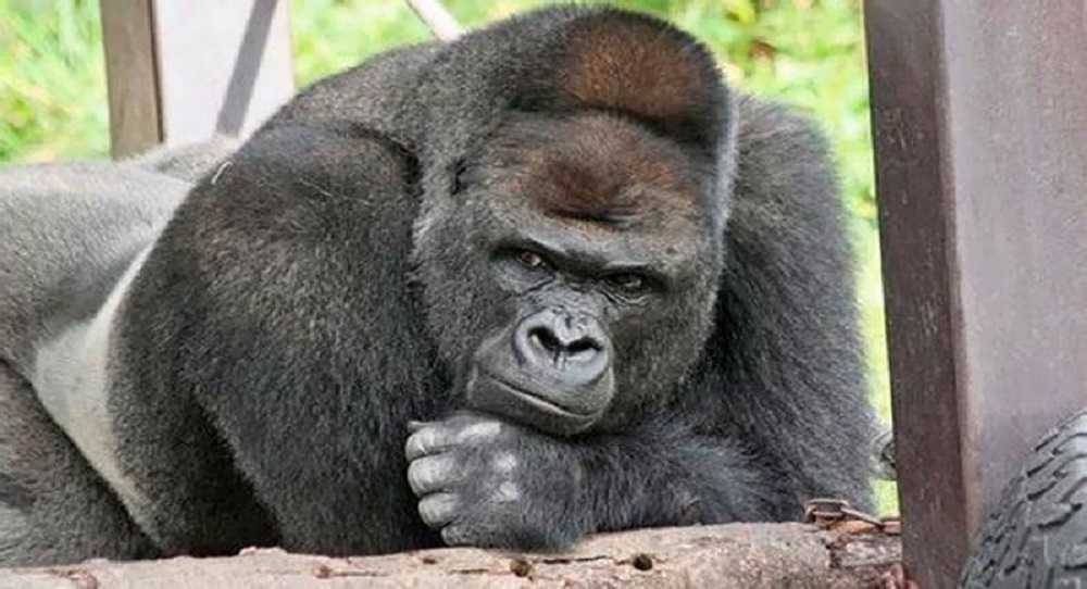 Gorilla Enticer 1 - Funny Joke ‣ Gorilla Enticer